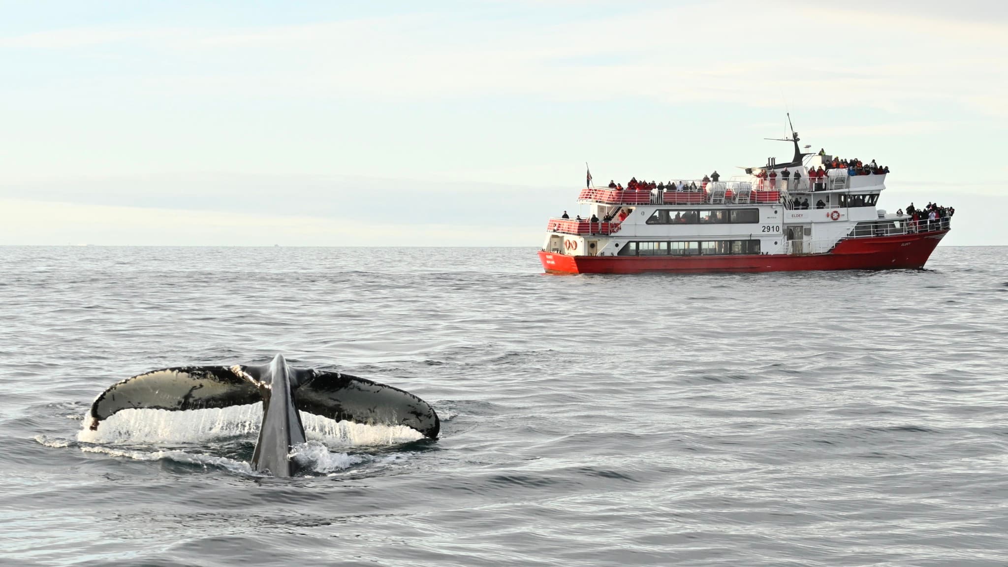 Reykjavík Whales & Horses - photo 10