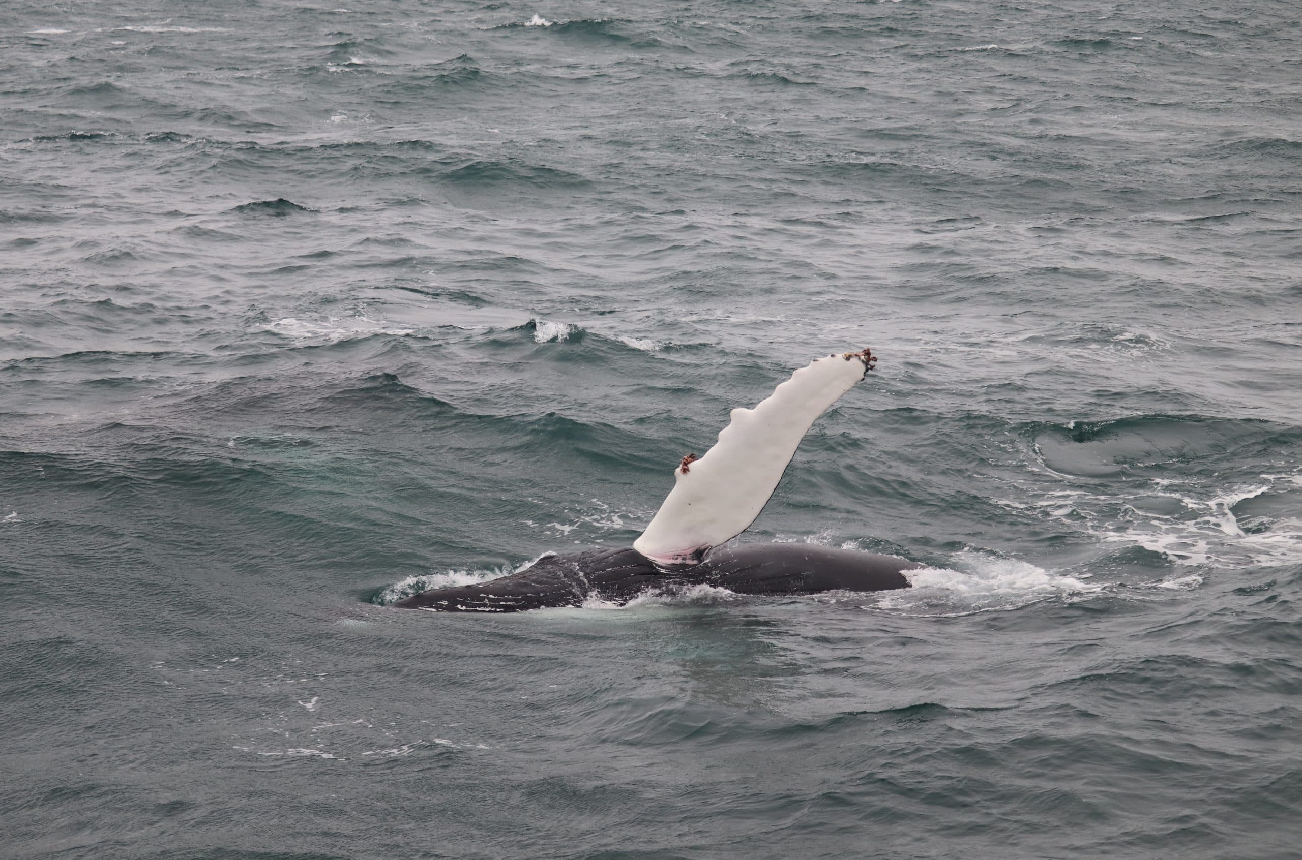 Best Value Whale Watching tour from Reykjavik - photo 22