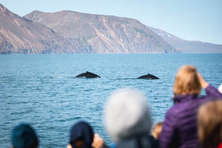 Húsavík Original Whale Watching - photo 9