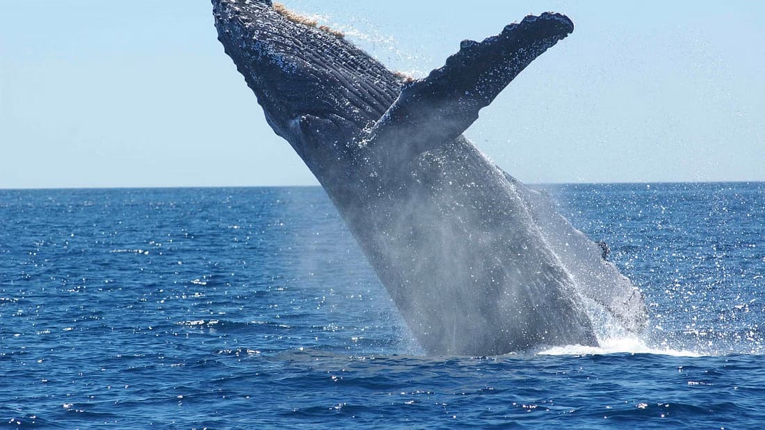 Sailing with Giants: Whale Watching from Reykjavik - photo 9