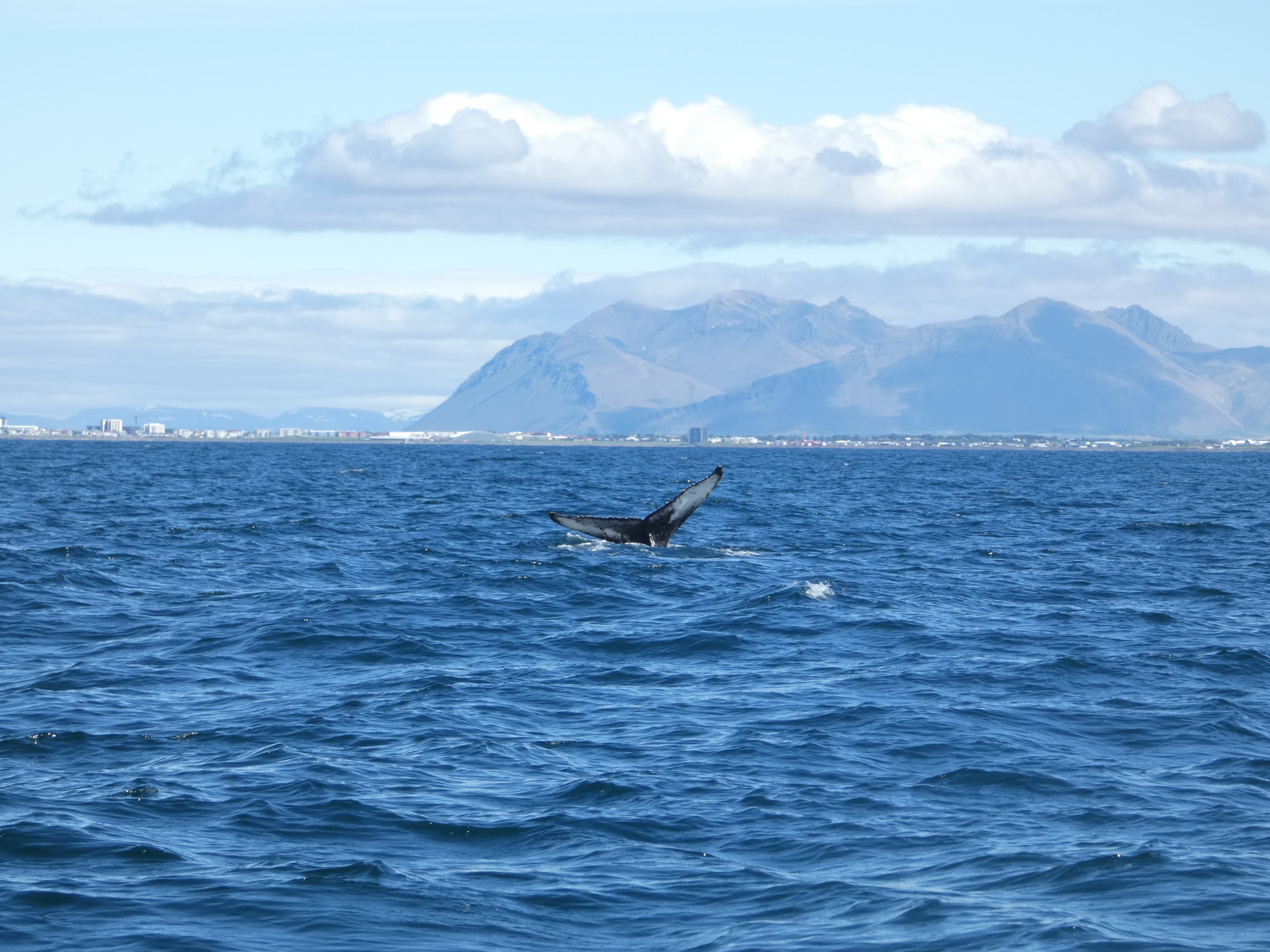 Whale Watching tour from Reykjavik - photo 70
