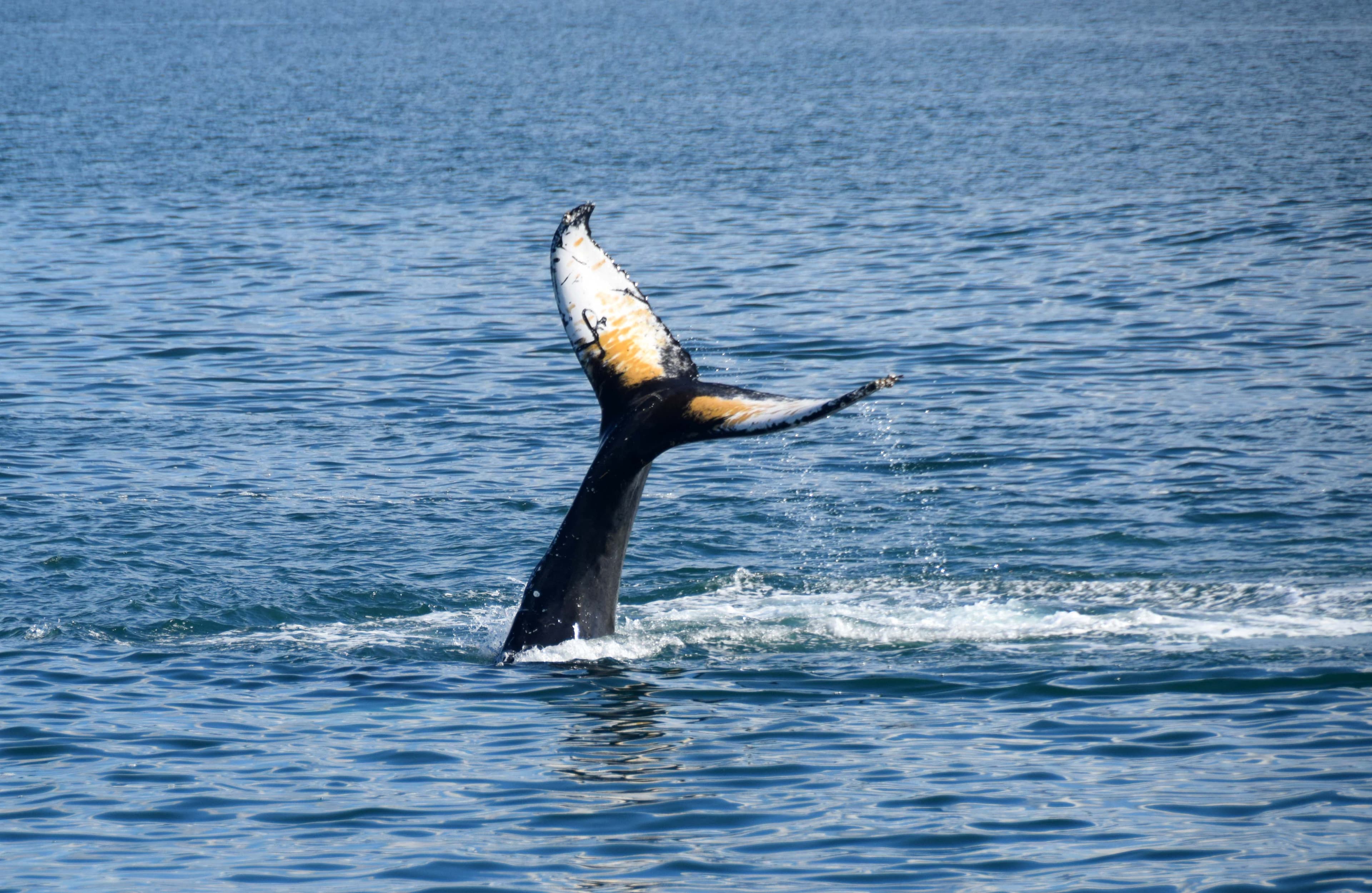 Whales & Horses - photo 2