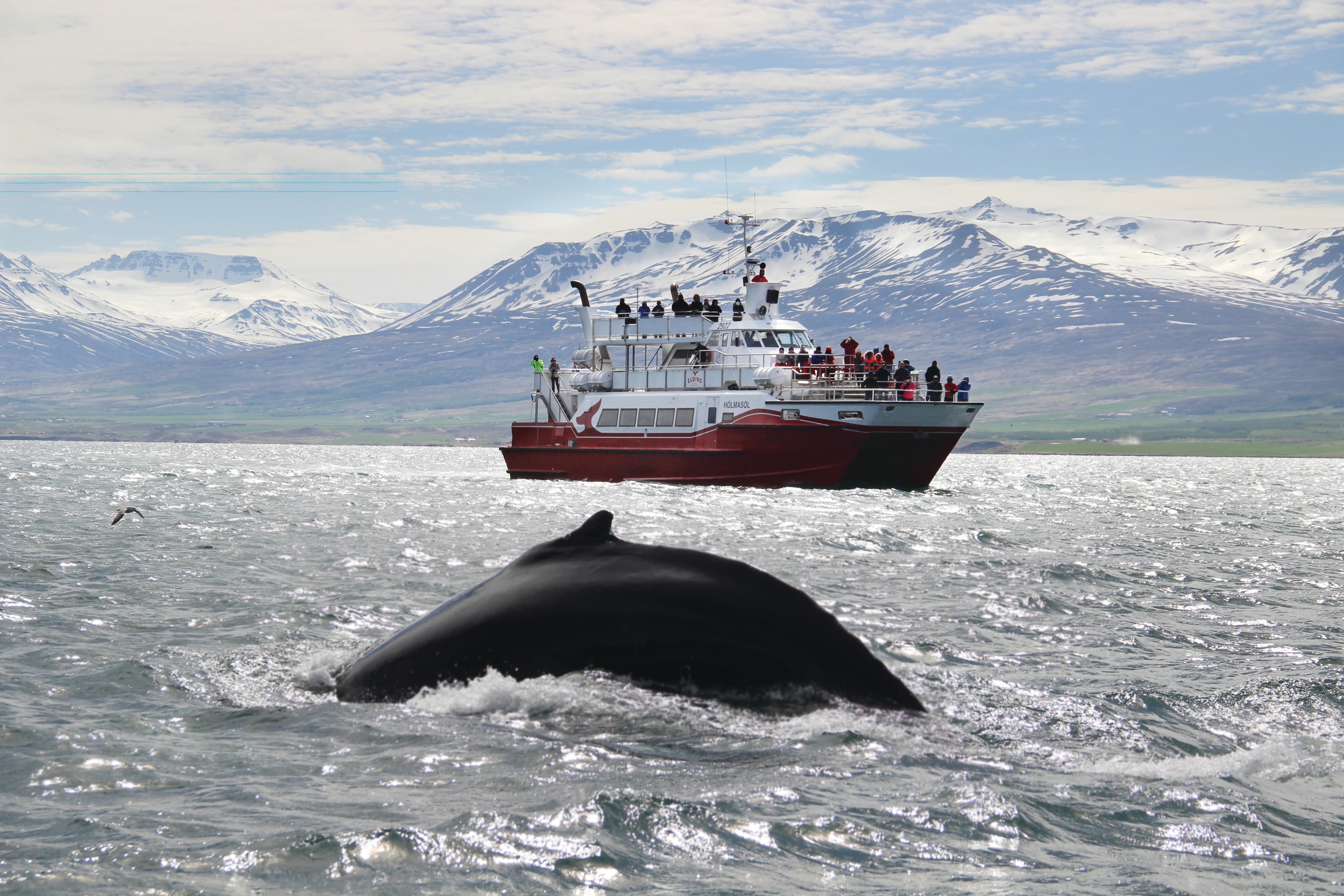 Akureyri Classic Whale Watching - photo 2