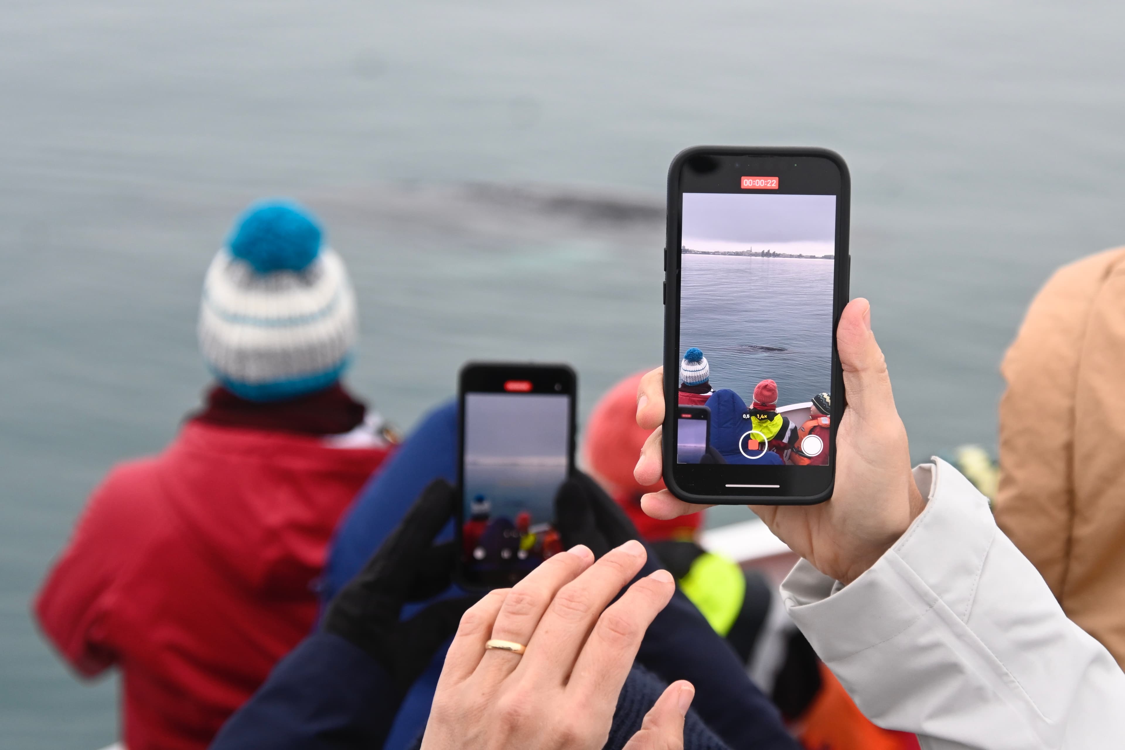 Reykjavík Classic Whale Watching  - photo 5