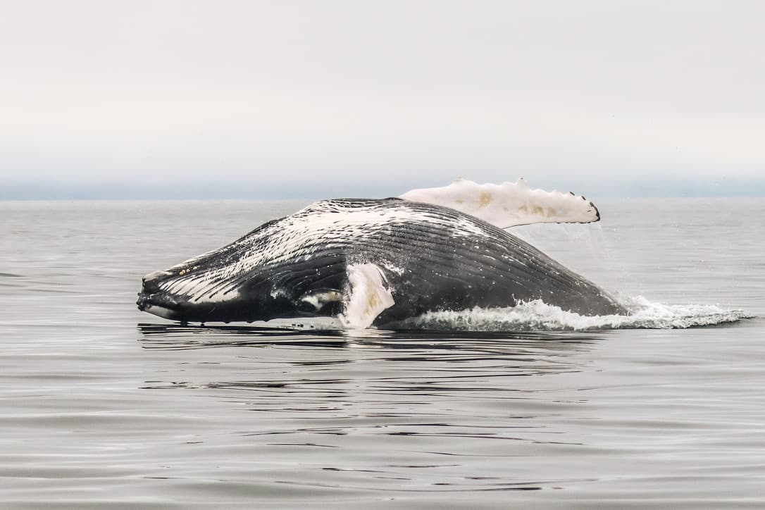 Classic Whale Watching from Dalvík - photo 13