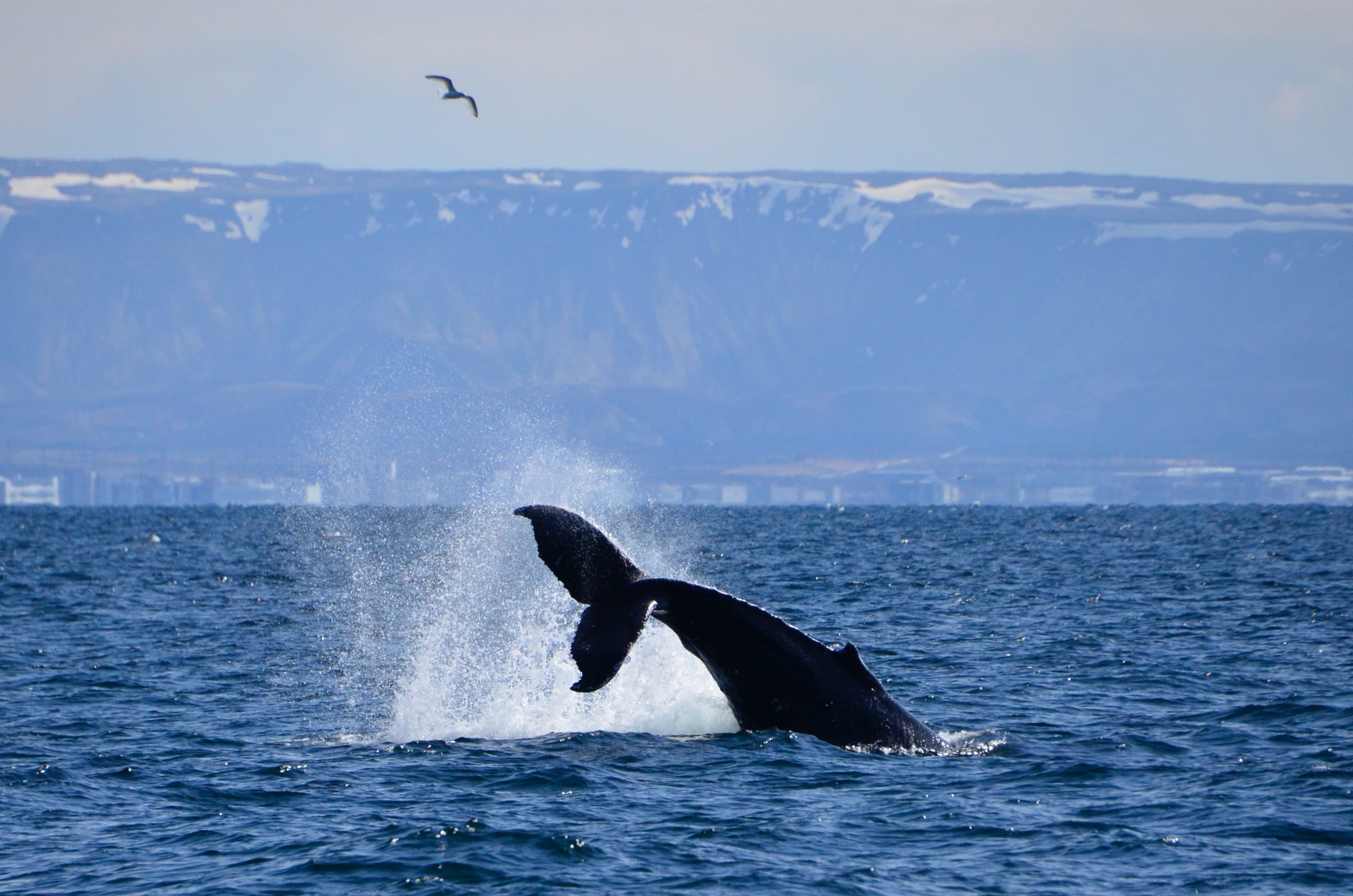 Reykjavík Whales & Diving - photo 12
