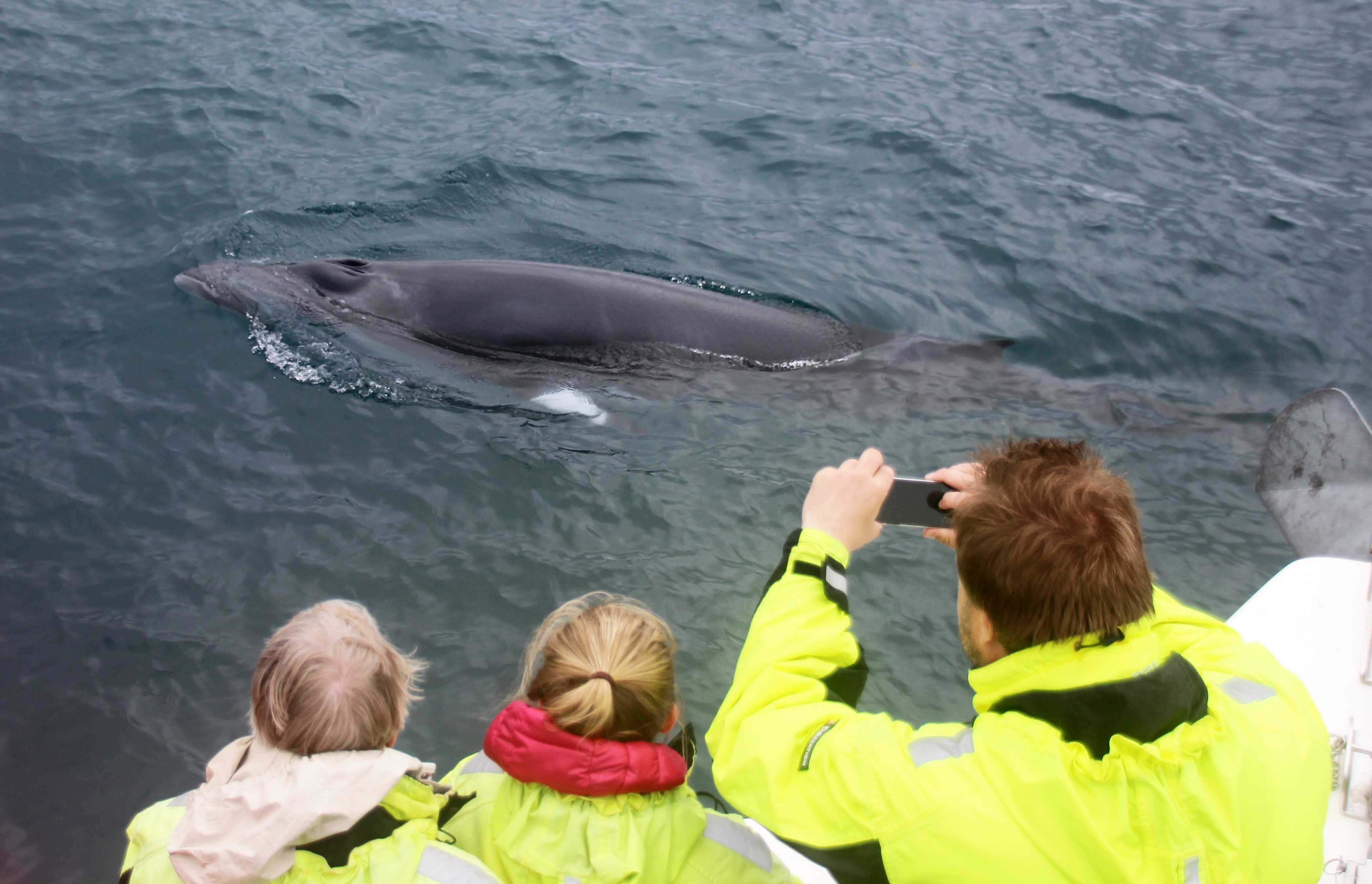 Whale Watching - photo 10