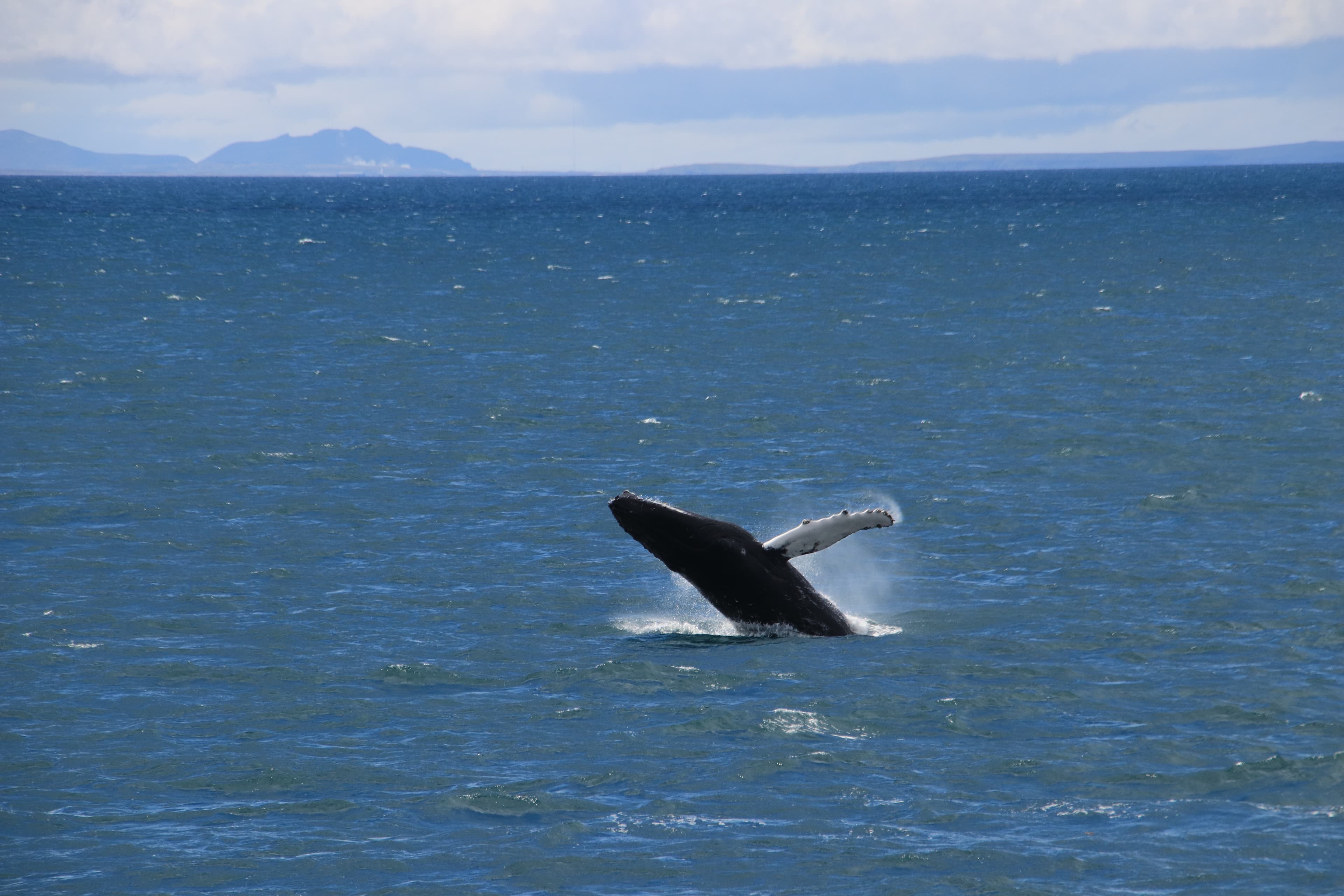 Best Value Whale Watching tour from Reykjavik - photo 25