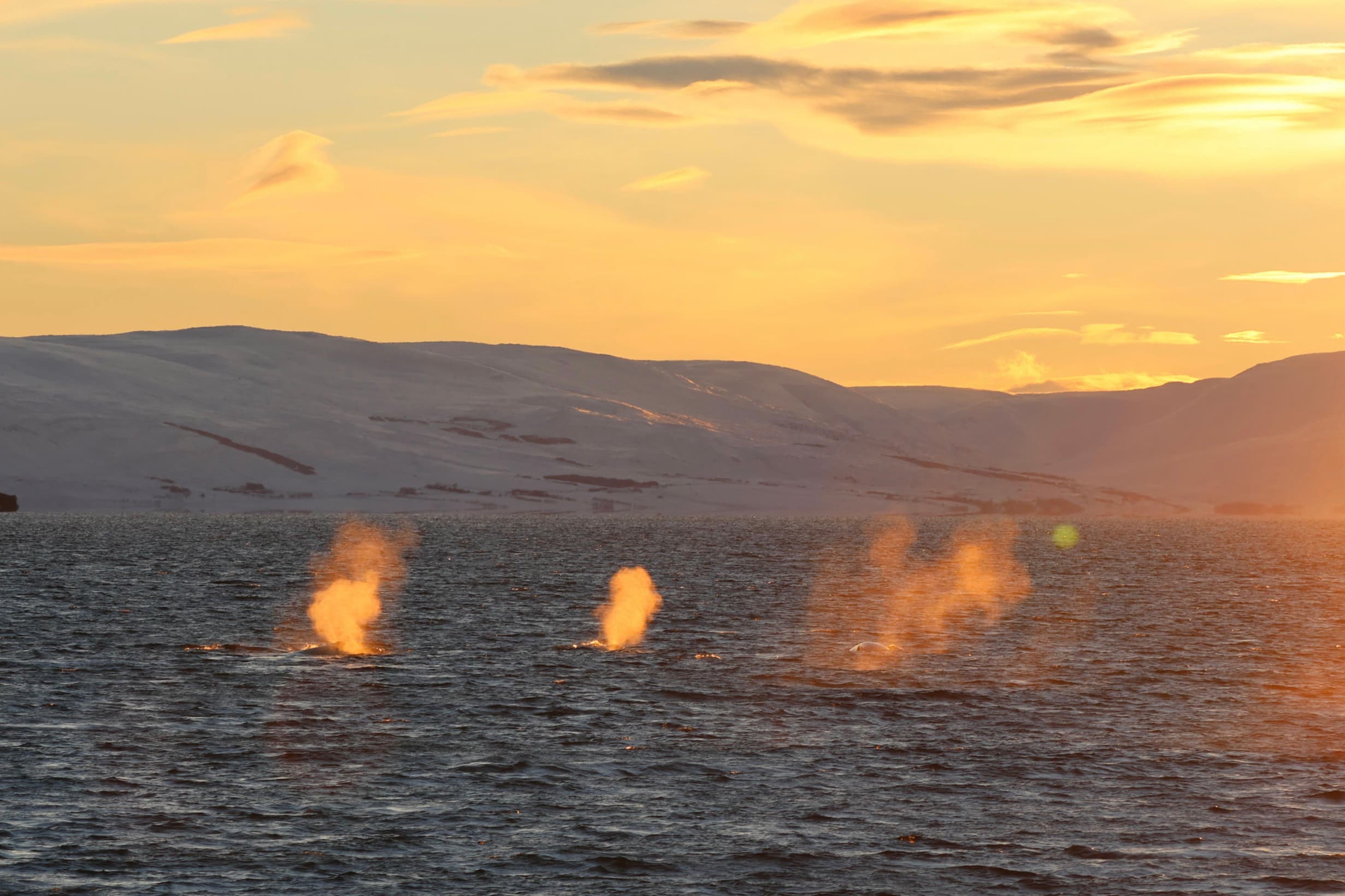 Akureyri Express Whales in the Midnight Sun - photo 13