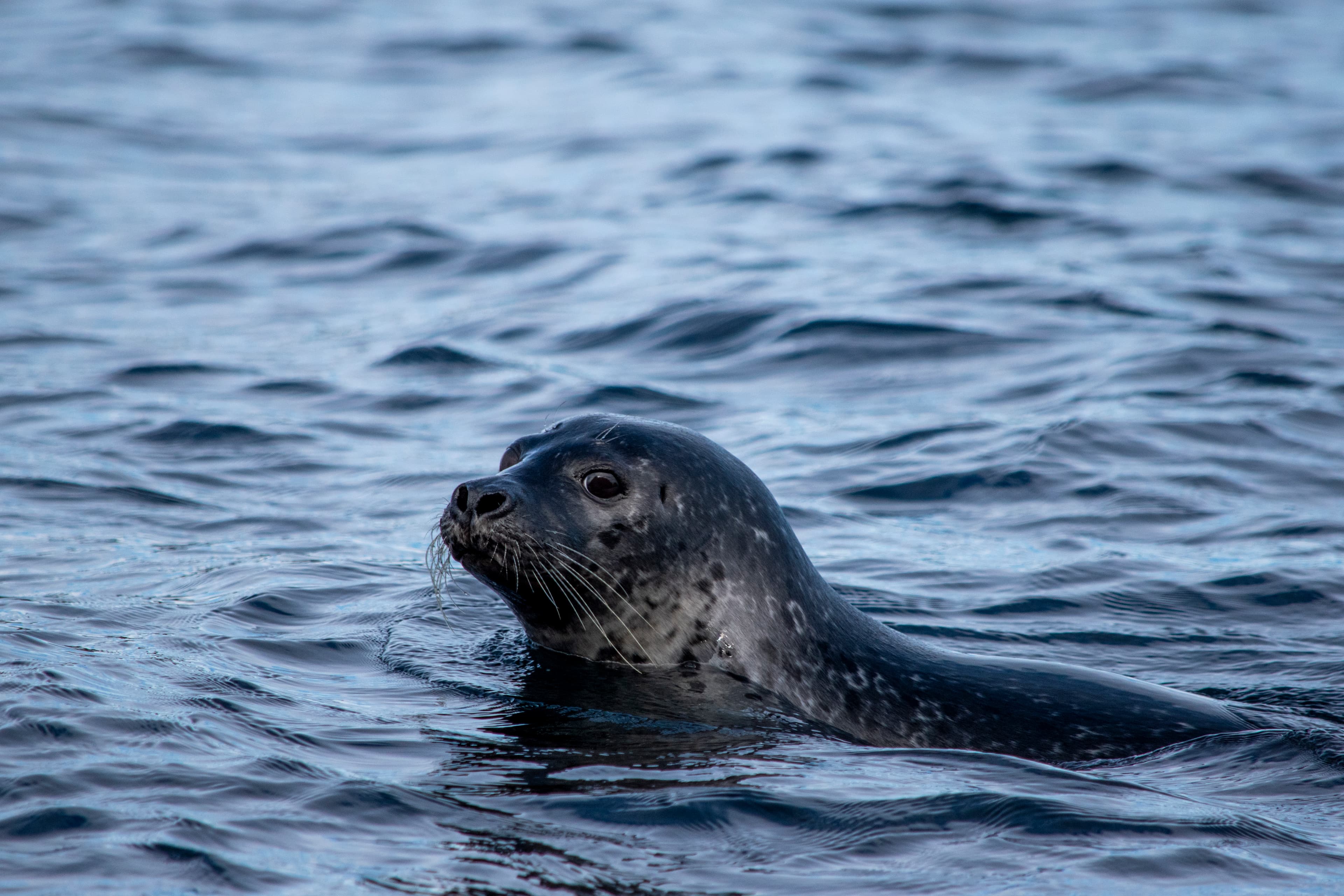 Puffin Quest - photo 7