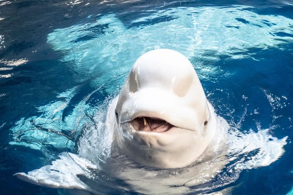 Westman Islands (Vestmannaeyjar) Iceland