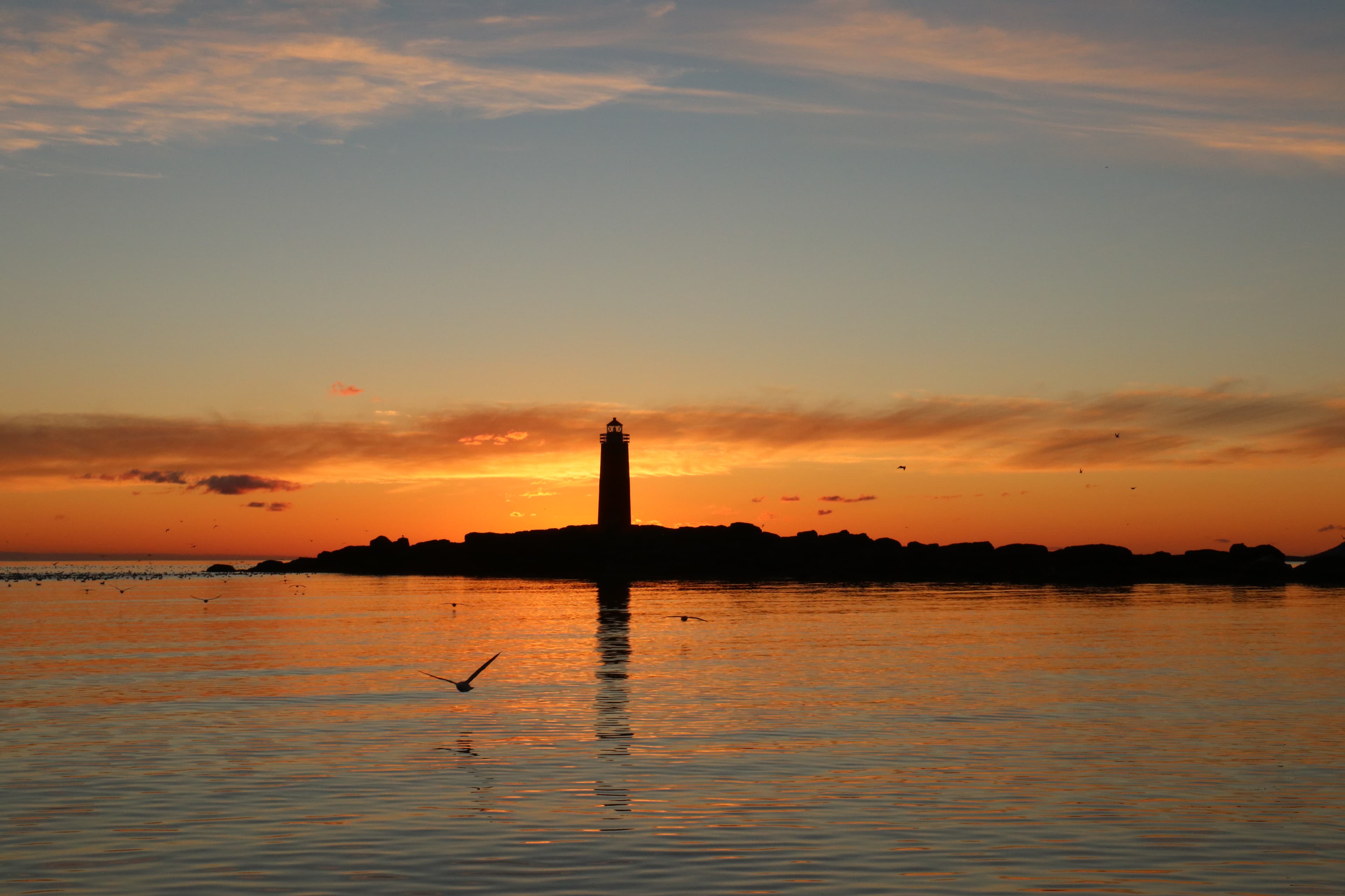 Midnight Sun Whale Watching - photo 4