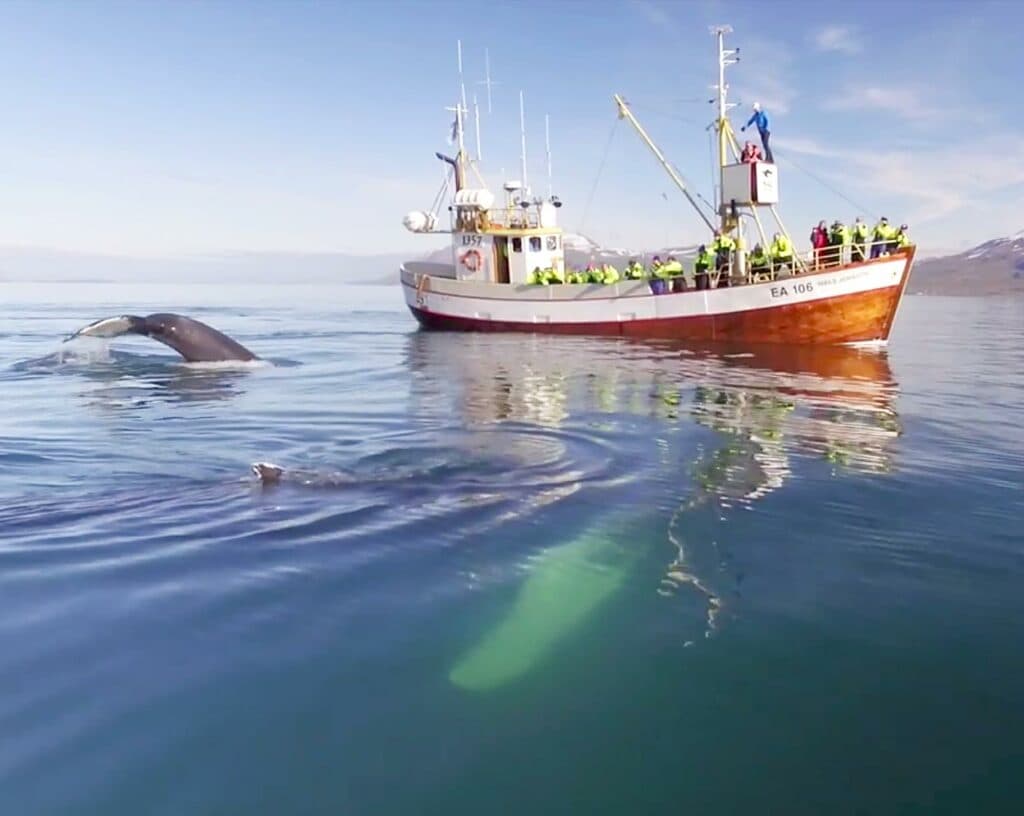 Whale watching, local taste and Micro Brewery
