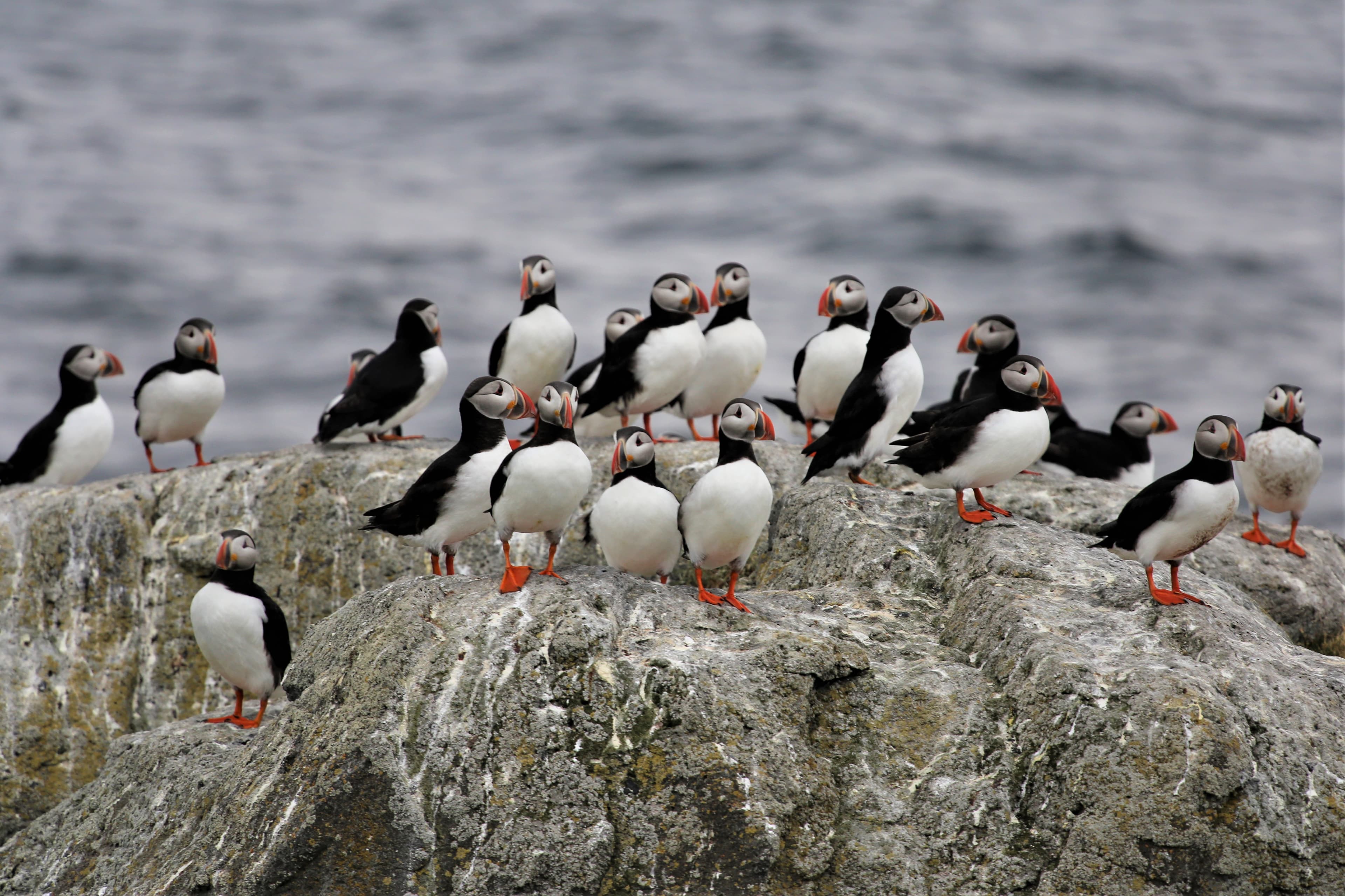 Official Vigur Island Tour (with return boat transfer from Ísafjörður)