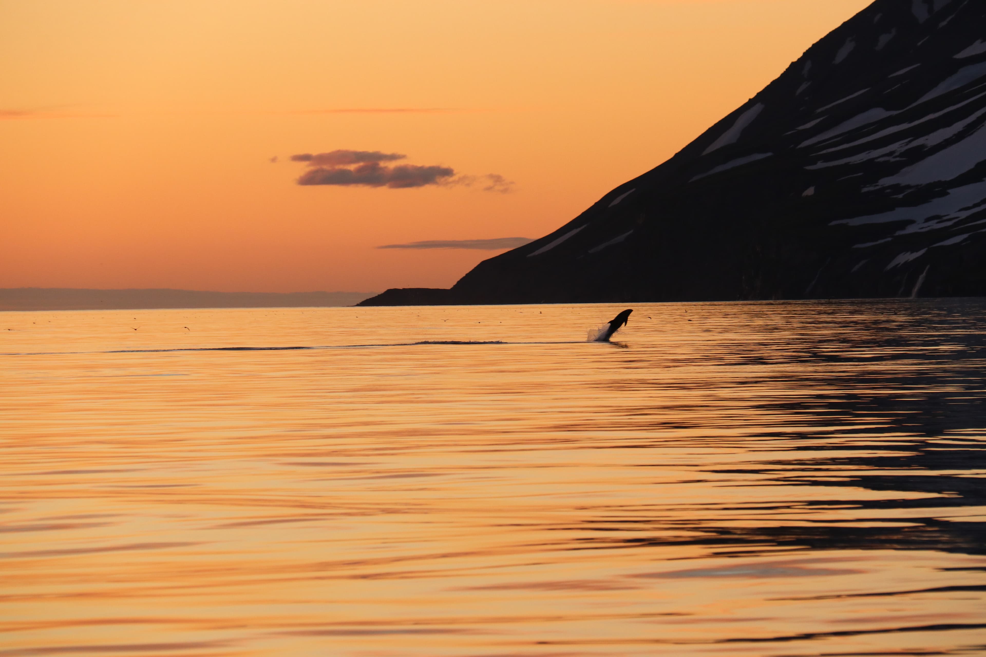 Midnight Sun Whale Watching - photo 5