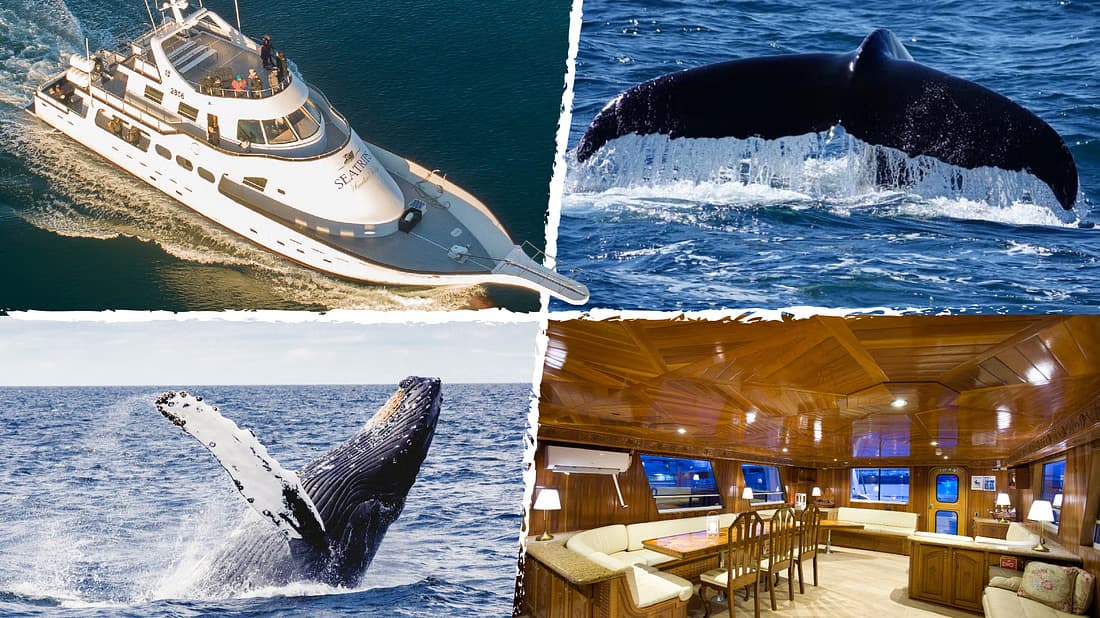 Sailing with Giants: Whale Watching from Reykjavik