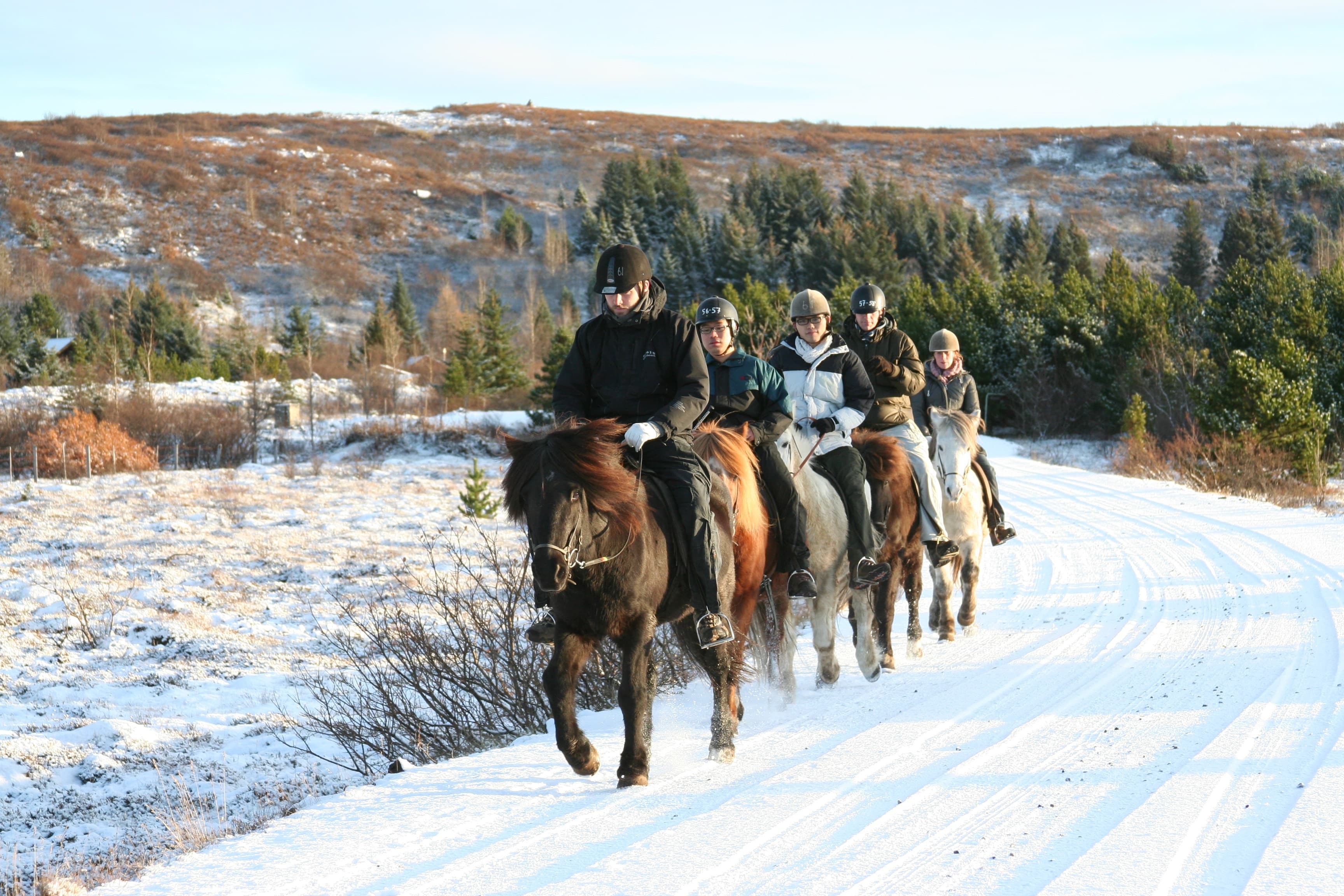 Viking Tour